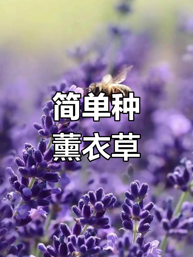 薰衣草剧情介绍,薰衣草剧情介绍大结局