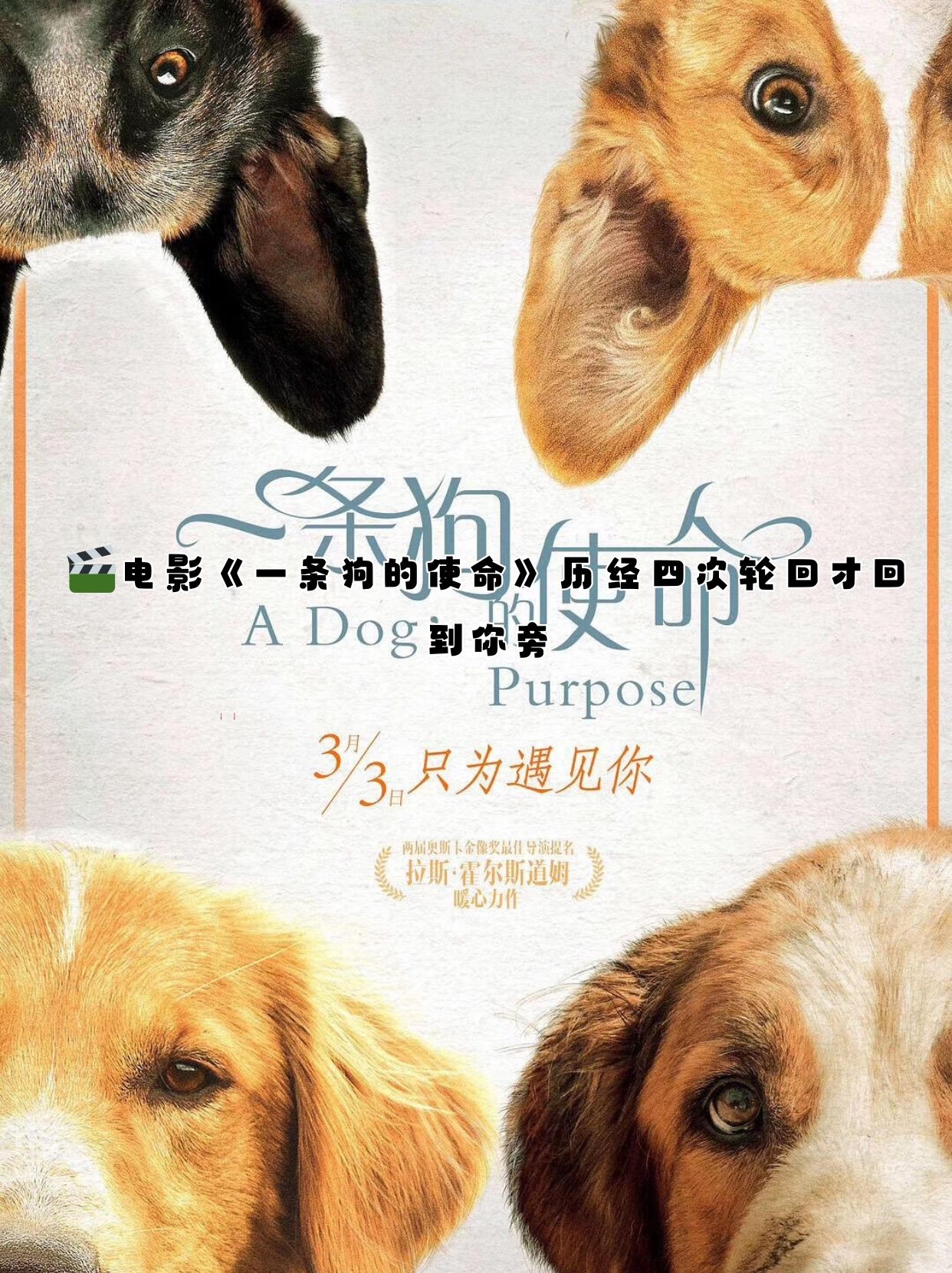 电影卡拉是条狗,电影卡拉是条狗剧情
